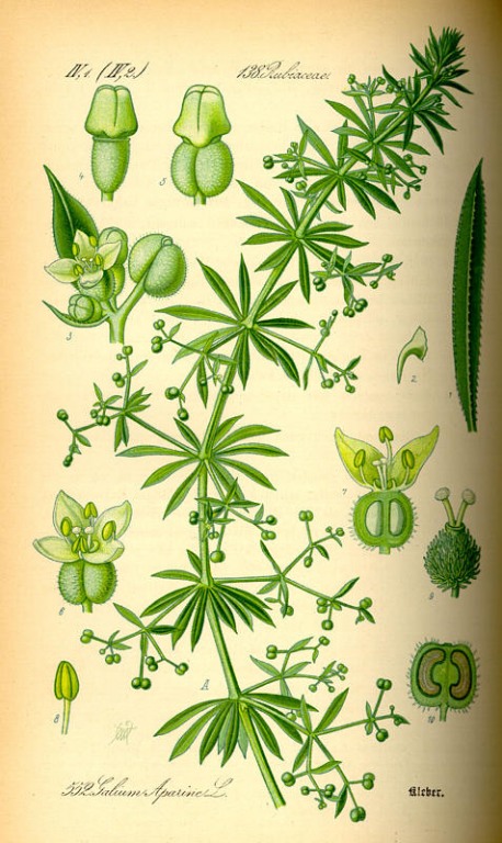 % Klettenlabkraut (Klebkraut) bio